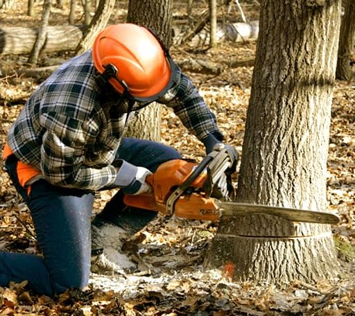Tree Removal in Cherryville, PA